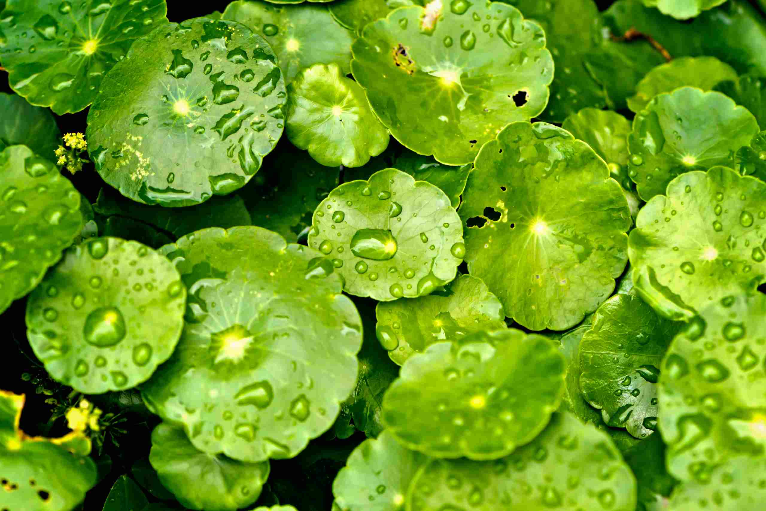 Extracto de centella asiática: el ingrediente natural que revoluciona el cuidado de la piel