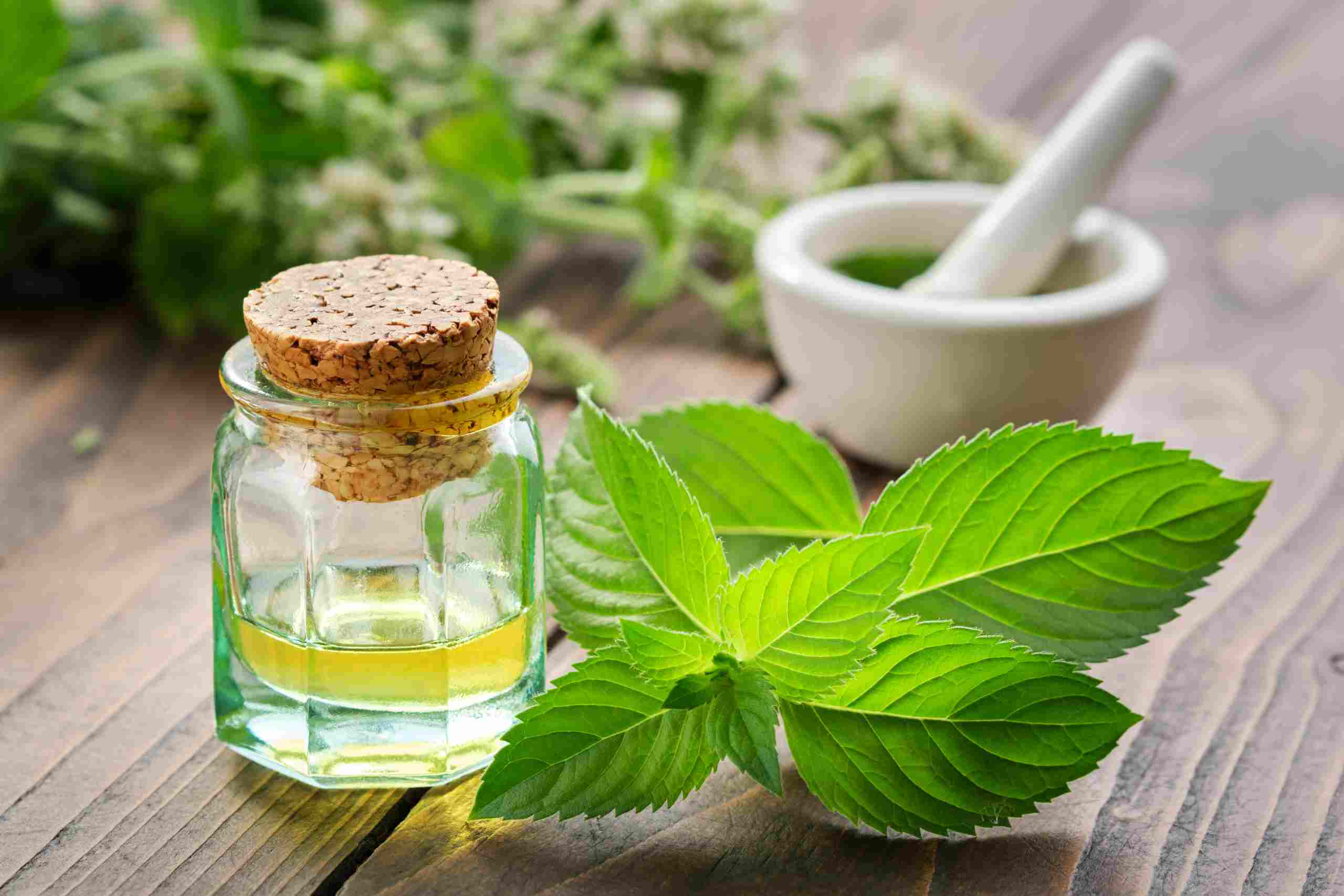 Menta piperita en Ecuador: Un festín de frescura para tus sentidos