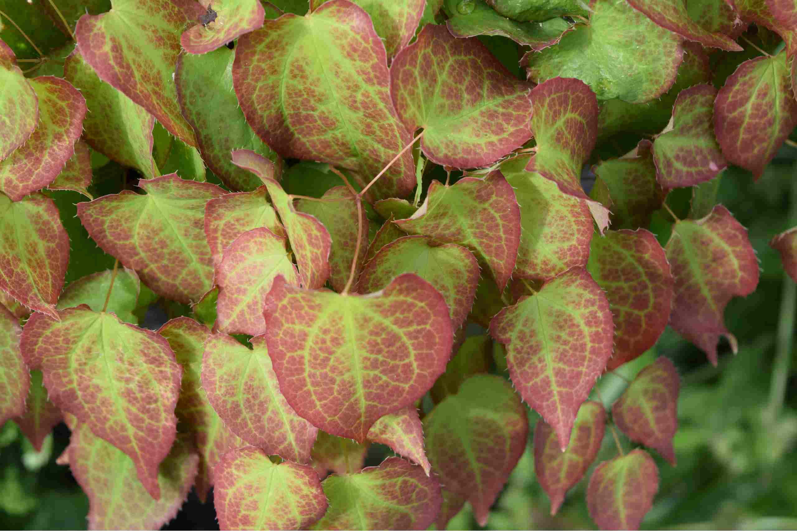 El extracto de Epimedium: Un ingrediente poderoso para impulsar tu negocio de alimentos