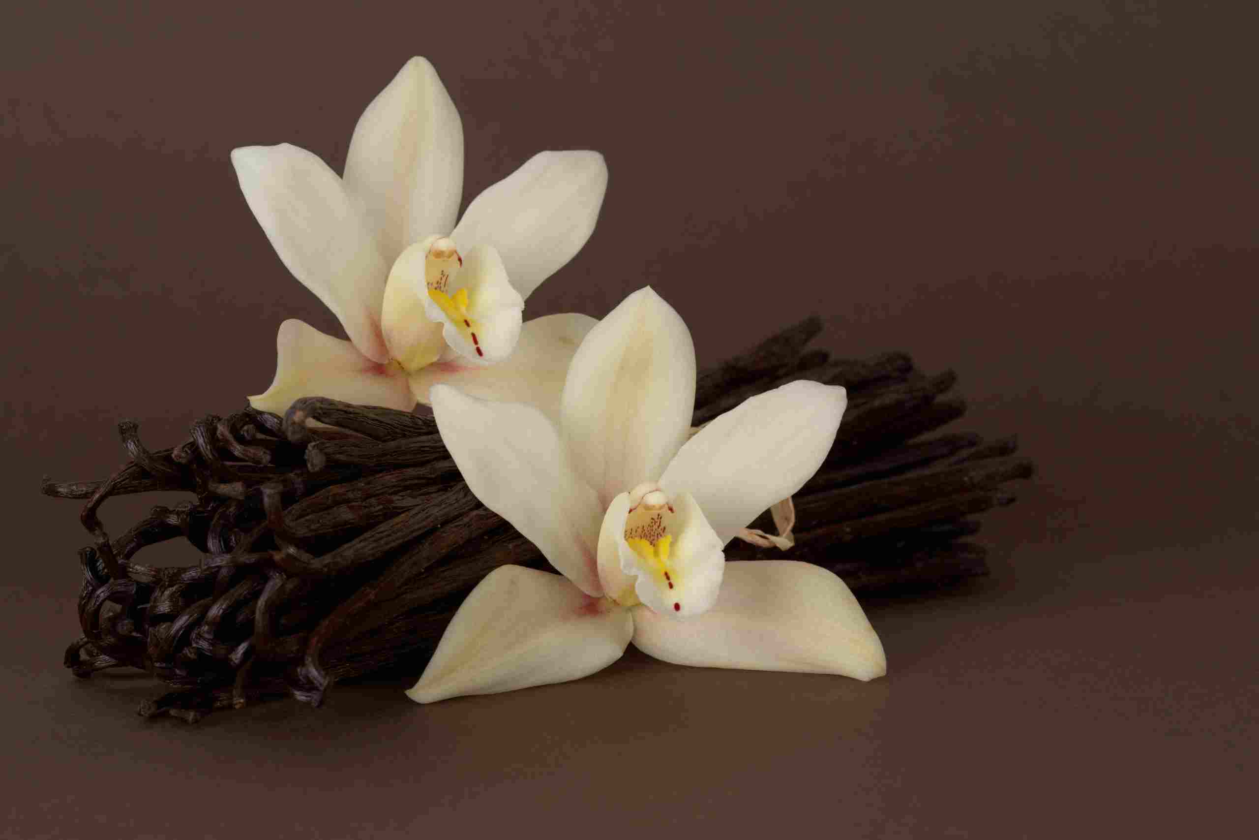 Proveedor de VANILIFT™ en Ecuador: Oportunidades y Beneficios para tu Empresa Alimenticia